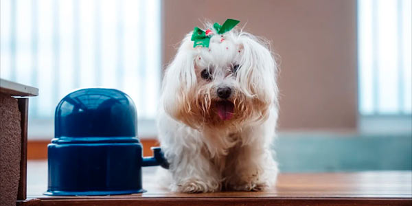 DogFather - Best Nutrition Plans, Health Care & Pet Insurance