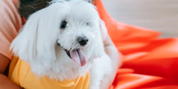 DogFather - Best Nutrition Plans, Health Care & Pet Insurance