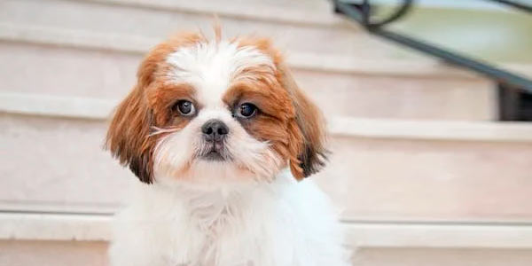 DogFather - Best Nutrition Plans, Health Care & Pet Insurance