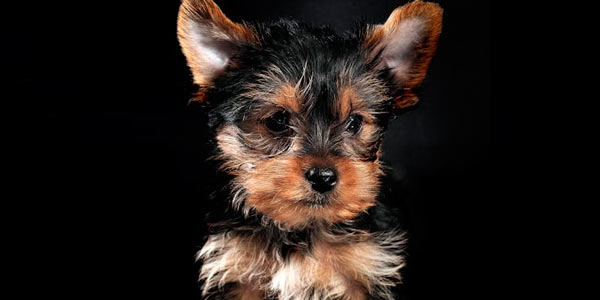 DogFather - Best Nutrition Plans, Health Care & Pet Insurance