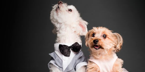 DogFather - Best Nutrition Plans, Health Care & Pet Insurance