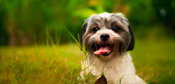 DogFather - Best Nutrition Plans, Health Care & Pet Insurance