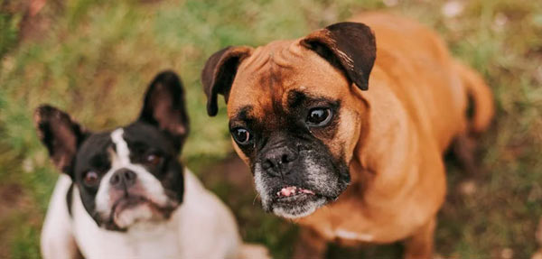 DogFather - Best Nutrition Plans, Health Care & Pet Insurance