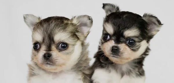 DogFather - Best Nutrition Plans, Health Care & Pet Insurance