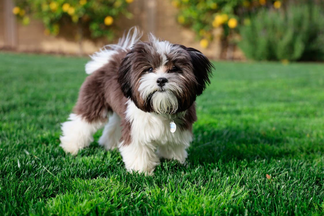 DogFather - Best Nutrition Plans, Health Care & Pet Insurance