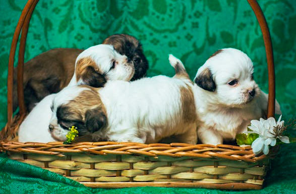 DogFather - Best Nutrition Plans, Health Care & Pet Insurance